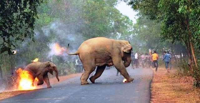 Photo of आग से जान बचाकर भाग रहे हाथियों की तस्‍वीर ने जीता फोटोग्राफी अवॉर्ड