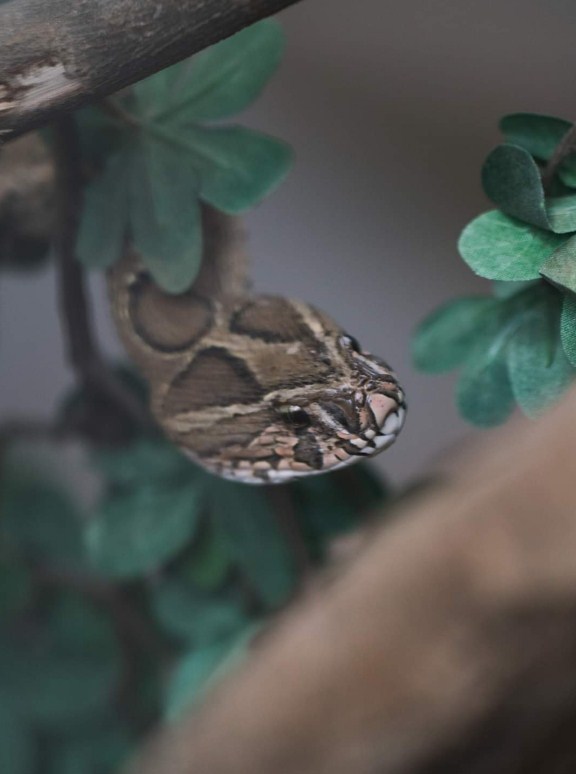 Dehradun Zoo