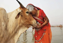 Photo of महाराष्ट्र सरकार ने गाय को घोषित किया राज्यमाता, जारी किया आदेश