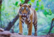 Photo of पीलीभीत : खेत की देखभाल करने गए किसान को बाघ ने मार डाला, परिवार में मचा कोहराम