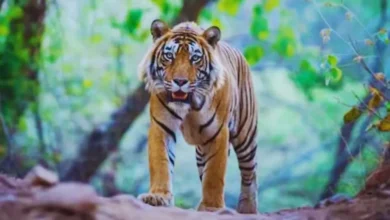 Photo of पीलीभीत : खेत की देखभाल करने गए किसान को बाघ ने मार डाला, परिवार में मचा कोहराम