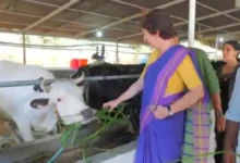 Photo of प्रियंका गांधी की ‘आलिया भट्ट’ नाम की गाय से मुलाकात, सोशल मीडिया पर साझा किया मजेदार किस्सा