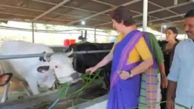 Photo of प्रियंका गांधी की ‘आलिया भट्ट’ नाम की गाय से मुलाकात, सोशल मीडिया पर साझा किया मजेदार किस्सा
