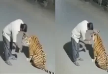 Photo of बाघ को शराब पिलाने वाला वीडियो निकला फर्जी, नागपुर पुलिस ने इंस्टाग्राम यूजर को भेजा नोटिस