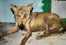 Photo of बहराइच में आदमखोर भेड़िए का आतंक: 5 वर्षीय बच्चे को बनाया निवाला, तीन महीनों में सातवां मामला