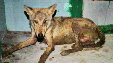 Photo of बहराइच में आदमखोर भेड़िए का आतंक: 5 वर्षीय बच्चे को बनाया निवाला, तीन महीनों में सातवां मामला