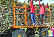 Photo of फगवाड़ा शुगर मिल का क्रशिंग लाइसेंस अस्थायी रूप से रोका, किसानों को बेचने के लिए दूसरी मिलों का रुख करना पड़ रहा है