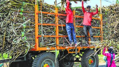 Photo of फगवाड़ा शुगर मिल का क्रशिंग लाइसेंस अस्थायी रूप से रोका, किसानों को बेचने के लिए दूसरी मिलों का रुख करना पड़ रहा है