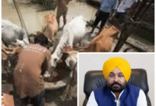Photo of बाढ़ के दौरान पशुधन सुरक्षा में पशुपालन विभाग का सराहनीय कार्य, विभिन्न क्षेत्रों में दर्ज की अहम उपलब्धियां