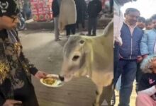 Photo of सोशल मीडिया की सनक में युवक ने गाय को खिलाए चिकन मोमोज, वीडियो वायरल होने पर पिटाई और केस दर्ज