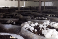 Photo of पंजाब सरकार ने किसानों के लिए मशरूम खेती पर 80 हजार रुपये तक की सब्सिडी योजना की शुरू