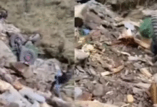 Photo of डोडा में सेना का वाहन खाई में गिरा, 10 जवान शहीद, 9 घायल