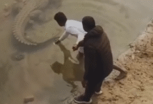 Photo of कासगंज में नहर में उतरकर मगरमच्छ को बाहर निकालते दिखा युवक, वीडियो हुआ वायरल