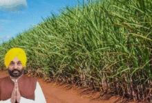Photo of पंजाब सरकार ने गन्ने की पैदावार बढ़ाकर किसानों की आय बढ़ाने पर जोर दिया