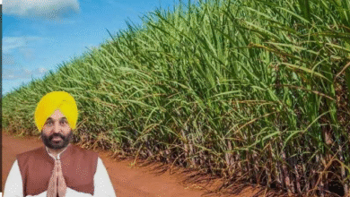 Photo of पंजाब सरकार ने गन्ने की पैदावार बढ़ाकर किसानों की आय बढ़ाने पर जोर दिया