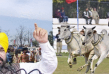 Photo of 13 साल बाद लौटी बैलगाड़ी दौड़ की रौनक, किला रायपुर ग्रामीण ओलंपिक का समापन, CM भगवंत मान ने किया सम्मान