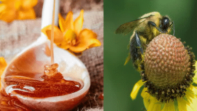Photo of हरियाणा में मधुमक्खी पालकों के लिए बड़ी राहत, भावांतर भरपाई योजना में शामिल हुआ शहद