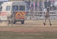 Photo of मुख्यमंत्री नीतीश के बेगूसराय पहुंचने से पहले हेलीपैड कैंपस में घुसा सांड, पुलिसकर्मियों को दौड़ाया