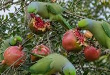 Photo of तोतों ने खराब की फसल, हाईकोर्ट ने दिलाया किसान को मुआवजा