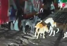 Photo of मुजफ्फरनगर जिला अस्पताल में मासूम पर आवारा कुत्तों का हमला, 3 साल की बच्ची गंभीर रूप से घायल