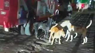 Photo of मुजफ्फरनगर जिला अस्पताल में मासूम पर आवारा कुत्तों का हमला, 3 साल की बच्ची गंभीर रूप से घायल