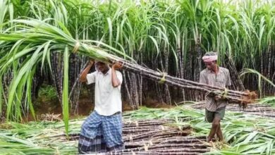 Photo of गन्ने की नई उन्नत किस्में बनाएंगी किसानों को समृद्ध