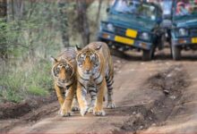 Photo of ‘वन्यजीव के संसार’ में अपने मनोभाव से रंग भरेंगे उत्तर प्रदेश के बच्चे