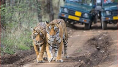 Photo of ‘वन्यजीव के संसार’ में अपने मनोभाव से रंग भरेंगे उत्तर प्रदेश के बच्चे